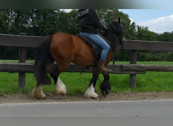 Cob Irlandese / Tinker / Gypsy Vanner, Giumenta, 8 Anni, 130 cm, Baio