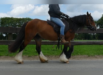 Cob Irlandese / Tinker / Gypsy Vanner, Giumenta, 8 Anni, 130 cm, Baio