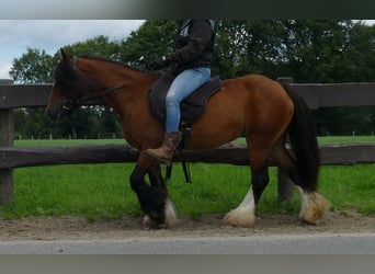 Cob Irlandese / Tinker / Gypsy Vanner, Giumenta, 8 Anni, 130 cm, Baio