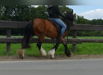 Cob Irlandese / Tinker / Gypsy Vanner, Giumenta, 8 Anni, 130 cm, Baio