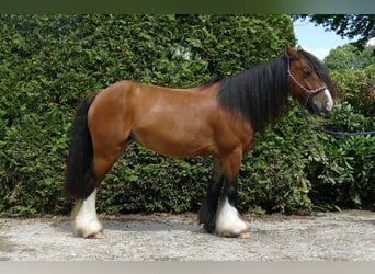 Cob Irlandese / Tinker / Gypsy Vanner, Giumenta, 8 Anni, 130 cm, Baio