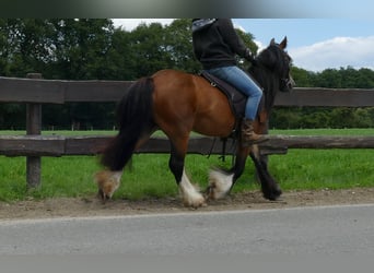 Cob Irlandese / Tinker / Gypsy Vanner, Giumenta, 8 Anni, 130 cm, Baio