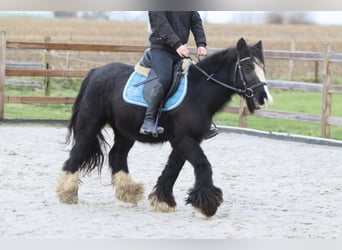 Cob Irlandese / Tinker / Gypsy Vanner, Giumenta, 8 Anni, 130 cm, Morello