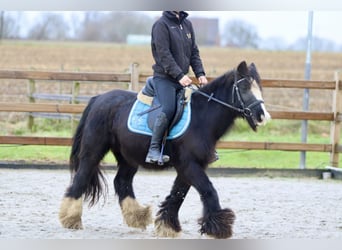 Cob Irlandese / Tinker / Gypsy Vanner, Giumenta, 8 Anni, 130 cm, Morello