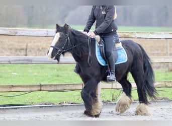 Cob Irlandese / Tinker / Gypsy Vanner, Giumenta, 8 Anni, 130 cm, Morello