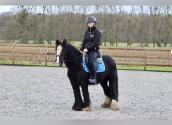 Cob Irlandese / Tinker / Gypsy Vanner, Giumenta, 8 Anni, 130 cm, Morello