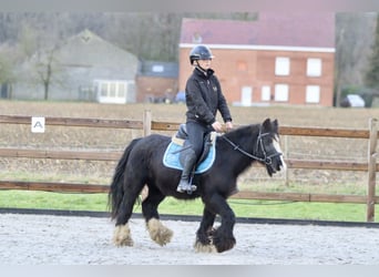 Cob Irlandese / Tinker / Gypsy Vanner, Giumenta, 8 Anni, 130 cm, Morello