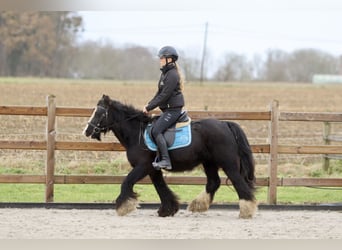 Cob Irlandese / Tinker / Gypsy Vanner, Giumenta, 8 Anni, 130 cm, Morello