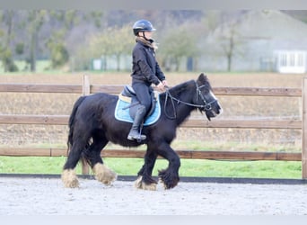 Cob Irlandese / Tinker / Gypsy Vanner, Giumenta, 8 Anni, 130 cm, Morello