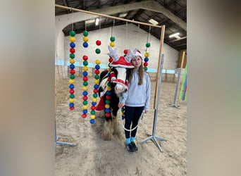 Cob Irlandese / Tinker / Gypsy Vanner, Giumenta, 8 Anni, 130 cm, Pezzato