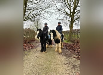 Cob Irlandese / Tinker / Gypsy Vanner, Giumenta, 8 Anni, 130 cm, Pezzato