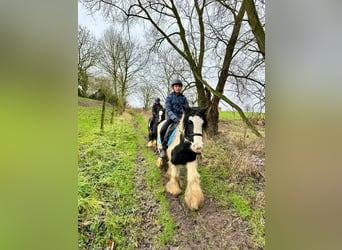 Cob Irlandese / Tinker / Gypsy Vanner, Giumenta, 8 Anni, 130 cm, Pezzato