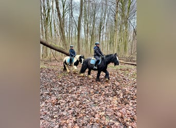 Cob Irlandese / Tinker / Gypsy Vanner, Giumenta, 8 Anni, 130 cm, Pezzato