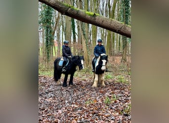 Cob Irlandese / Tinker / Gypsy Vanner, Giumenta, 8 Anni, 130 cm, Pezzato