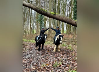 Cob Irlandese / Tinker / Gypsy Vanner, Giumenta, 8 Anni, 130 cm, Pezzato