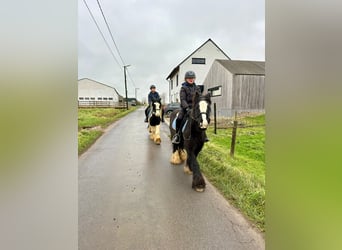 Cob Irlandese / Tinker / Gypsy Vanner, Giumenta, 8 Anni, 130 cm, Pezzato