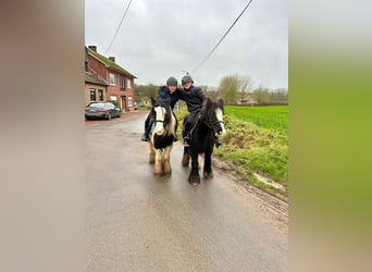 Cob Irlandese / Tinker / Gypsy Vanner, Giumenta, 8 Anni, 130 cm, Pezzato