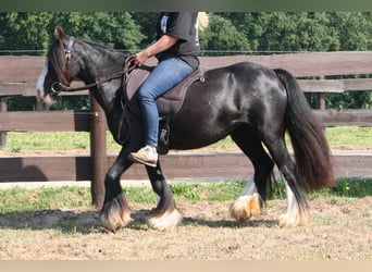 Cob Irlandese / Tinker / Gypsy Vanner, Giumenta, 8 Anni, 133 cm, Morello
