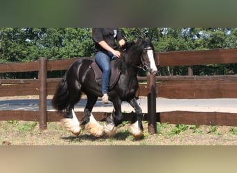 Cob Irlandese / Tinker / Gypsy Vanner, Giumenta, 8 Anni, 133 cm, Morello