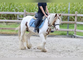 Cob Irlandese / Tinker / Gypsy Vanner, Giumenta, 8 Anni, 133 cm, Pezzato