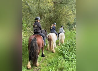 Cob Irlandese / Tinker / Gypsy Vanner, Giumenta, 8 Anni, 133 cm, Pezzato