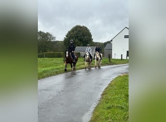 Cob Irlandese / Tinker / Gypsy Vanner, Giumenta, 8 Anni, 133 cm, Pezzato