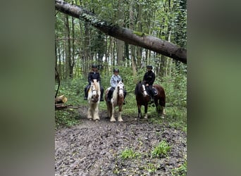 Cob Irlandese / Tinker / Gypsy Vanner, Giumenta, 8 Anni, 133 cm, Pezzato