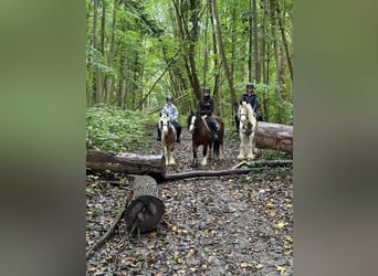 Cob Irlandese / Tinker / Gypsy Vanner, Giumenta, 8 Anni, 133 cm, Pezzato