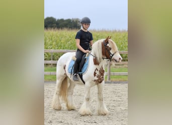 Cob Irlandese / Tinker / Gypsy Vanner, Giumenta, 8 Anni, 133 cm, Pezzato