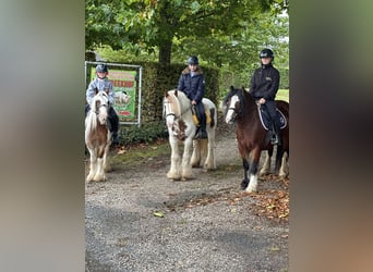 Cob Irlandese / Tinker / Gypsy Vanner, Giumenta, 8 Anni, 133 cm, Pezzato