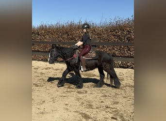 Cob Irlandese / Tinker / Gypsy Vanner, Giumenta, 8 Anni, 137 cm, Morello