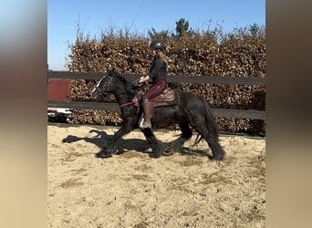 Cob Irlandese / Tinker / Gypsy Vanner, Giumenta, 8 Anni, 137 cm, Morello