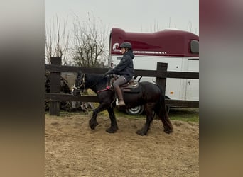 Cob Irlandese / Tinker / Gypsy Vanner, Giumenta, 8 Anni, 137 cm, Morello