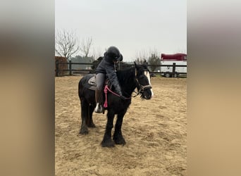 Cob Irlandese / Tinker / Gypsy Vanner, Giumenta, 8 Anni, 137 cm, Morello