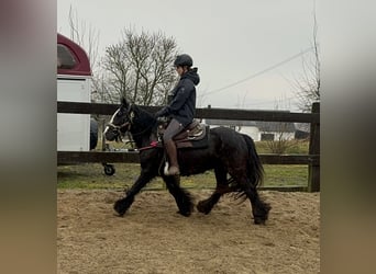 Cob Irlandese / Tinker / Gypsy Vanner, Giumenta, 8 Anni, 137 cm, Morello