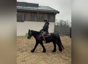 Cob Irlandese / Tinker / Gypsy Vanner, Giumenta, 8 Anni, 137 cm, Morello