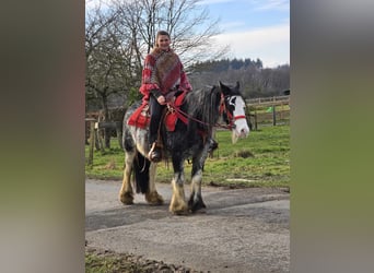 Cob Irlandese / Tinker / Gypsy Vanner, Giumenta, 8 Anni, 137 cm, Overo-tutti i colori