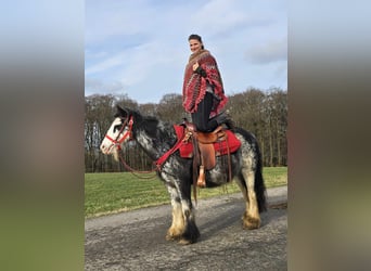 Cob Irlandese / Tinker / Gypsy Vanner, Giumenta, 8 Anni, 137 cm, Overo-tutti i colori