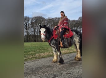 Cob Irlandese / Tinker / Gypsy Vanner, Giumenta, 8 Anni, 137 cm, Overo-tutti i colori