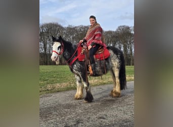 Cob Irlandese / Tinker / Gypsy Vanner, Giumenta, 8 Anni, 137 cm, Overo-tutti i colori