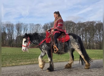 Cob Irlandese / Tinker / Gypsy Vanner, Giumenta, 8 Anni, 137 cm, Overo-tutti i colori