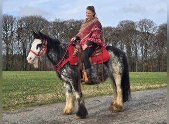 Cob Irlandese / Tinker / Gypsy Vanner, Giumenta, 8 Anni, 137 cm, Overo-tutti i colori