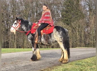 Cob Irlandese / Tinker / Gypsy Vanner, Giumenta, 8 Anni, 137 cm, Overo-tutti i colori