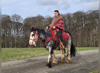 Cob Irlandese / Tinker / Gypsy Vanner, Giumenta, 8 Anni, 137 cm, Overo-tutti i colori