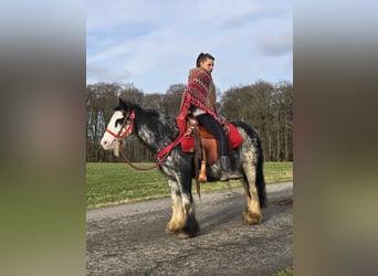 Cob Irlandese / Tinker / Gypsy Vanner, Giumenta, 8 Anni, 137 cm, Overo-tutti i colori