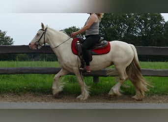 Cob Irlandese / Tinker / Gypsy Vanner, Giumenta, 8 Anni, 137 cm, Palomino