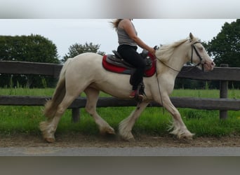 Cob Irlandese / Tinker / Gypsy Vanner, Giumenta, 8 Anni, 137 cm, Palomino