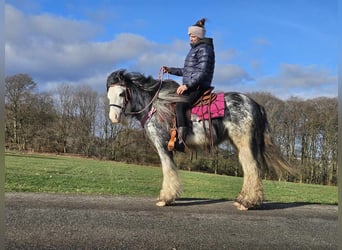 Cob Irlandese / Tinker / Gypsy Vanner, Giumenta, 8 Anni, 139 cm, Tovero-tutti i colori