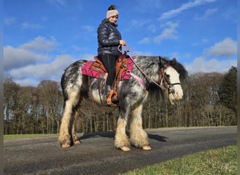 Cob Irlandese / Tinker / Gypsy Vanner, Giumenta, 8 Anni, 139 cm, Tovero-tutti i colori