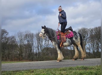 Cob Irlandese / Tinker / Gypsy Vanner, Giumenta, 8 Anni, 139 cm, Tovero-tutti i colori